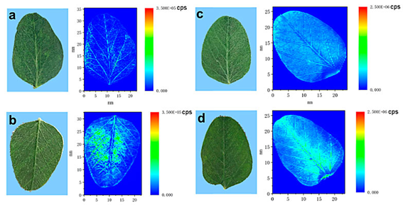 光聲無標記成像與傳統(tǒng)熒光標記法信噪比對比圖